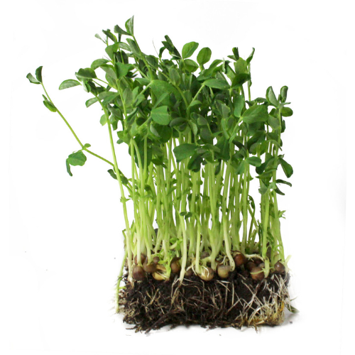 Pea Shoots